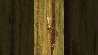 Lions  Jungle  Serengeti  Wildlife Photography  Sandhya Gahlaut [upl. by Aneehsat]