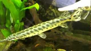 hand feeding my young Spotted Gar Lepisosteus Oculatus [upl. by Ailes20]