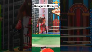 Orangutan Boxing Show monkey boxing fighting safariworldbangkok bangkok thailand pattaya [upl. by Olga531]