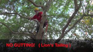 Pruning Live Oak For Health amp Safetymov [upl. by Alithea]