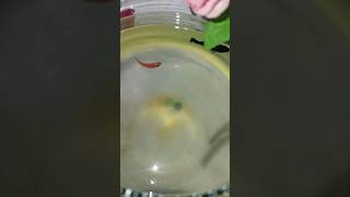 Molly ❌ Zebrafish 🤩✨ fish aquariumtanks aquarium betta remix trendingshort viralvideo [upl. by Aekal]