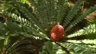 The Garden Gurus  Growing Cycads [upl. by Corenda]