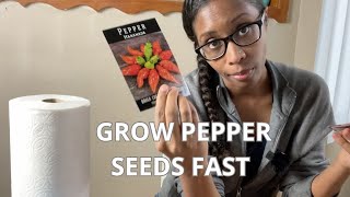 Grow more pepper plants fast amp easy way to germinate pepper seeds  Beginners Guide [upl. by Elpmet]