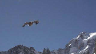 Un aigle vole avec une caméra quotembarquéequot des images exceptionnelles  2803 [upl. by Wolram]