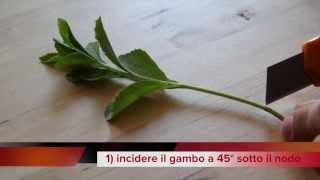 Come fare una talea di Stevia in 60 secondi [upl. by Beilul]