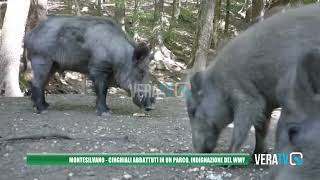 Montesilvano  Cinghiali abbattuti in un parco la protesta del WWF [upl. by Belsky]