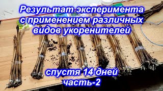 Результат эксперимента различных укоренителей спустя 14 дней [upl. by Prunella688]