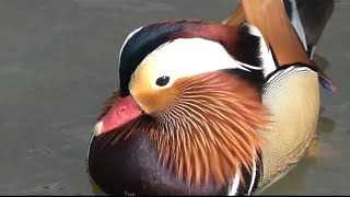 Mandarin Duck [upl. by Ariajaj]