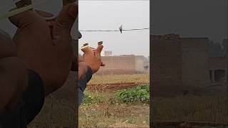 Use Slingshot for Outdoors Birds Hunting  Slingshot Hunting Wild Dove [upl. by Lleihsad]