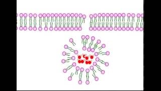 Endocytosis [upl. by Nylareg675]