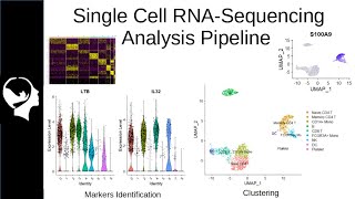 Clustering and Markers Identification for ScRNASeq  Seurat Package Tutorial [upl. by Galvin]