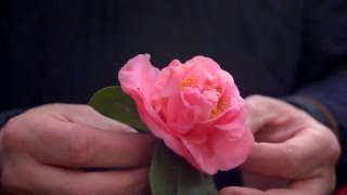 Growing Camellias  At Home With P Allen Smith [upl. by Kaliski]