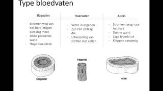 Type bloedvaten [upl. by Eneroc]