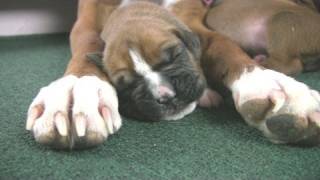 Boxers Cute But Clumsy Puppies in HD [upl. by Hsemar]