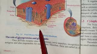 1st year BiologyZoology  ch1part8  Role of Glycoproteins and Glycolipids [upl. by Auqinahc]