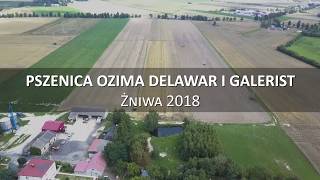 Pszenica ozima Delawar i Galersit żniwa 2018 Kostrogaj kPłocka [upl. by Yelnoc381]