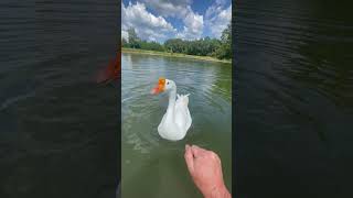 Man Demonstrates Goose Attack 101 And Shares Tactics to Protect Oneself  1531722 [upl. by Rorie334]