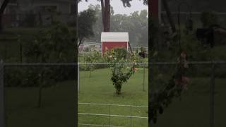 “ youtubeshorts Winnsboro Texas⚡️🌩️☂️”Another Round Of Storms thunderstorm rain texas pray [upl. by Esta]