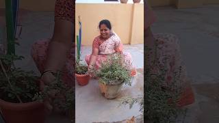 davanam plant health and medicinal benifits of davanam marjoram plant shorts youtube shorts [upl. by Nevag100]