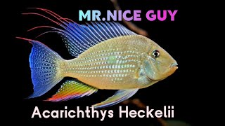 ACARICHTHYS HECKELII  THREADFIN ACARA CICHLID [upl. by Goober]