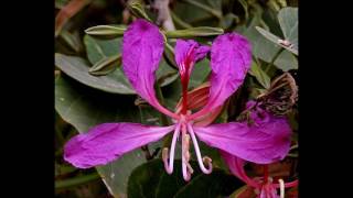 Bauhinia purpurea [upl. by Ydnagrub]