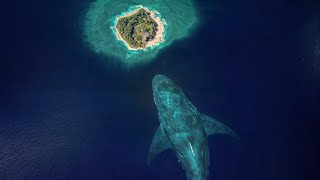 Best Megalodon Scenes by Dazzling Divine [upl. by Sergias]