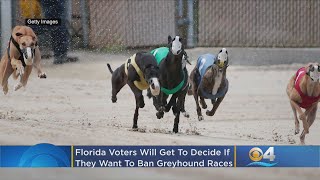 Greyhound Racing Ban Goes To Voters In Florida [upl. by Tyree]