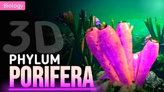 PORIFERA  GENERAL CHARACTERISTICS  3D ANIMATION  PWNEETWallah [upl. by Ikim]