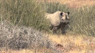 Frans Lanting Tracks Rhinos in Namibia [upl. by Naejarual]