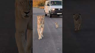 Tiny Lion Cub Running On The Road ❤️🦁 amazing amazinganimals nature [upl. by Peony]