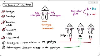 165 Genes Alleles Dominant Recessive Codominance Etc Cambridge AS A Level Biology 9700 [upl. by Gurtner]