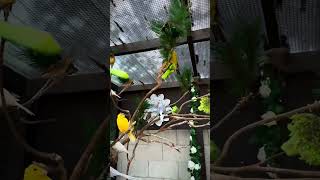 Finch Aviary  Aviary  Bird Aviary  Aviary Birds  Outdoor Aviary  Canary Aviary  aviary birds [upl. by Anehsuc]