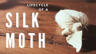 Soothing Silk Sericulture  lifecycle of a silkworm bombyx mori [upl. by Yrannav]