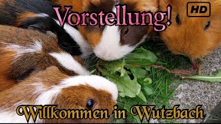 Die Vorstellung aller Meerschweinchen warum haben wir überhaupt welche [upl. by Baal758]