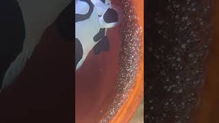 Clownfish eggs look ready to pop but still 2 days until they are supposed to hatch [upl. by Caravette]