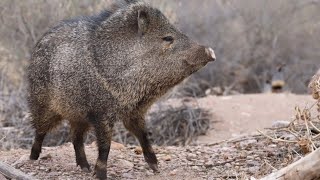 CASERIA DE PECARI DE COLLAR Sajino Taitetu chancho rosillo Chaco salteño [upl. by Finah]