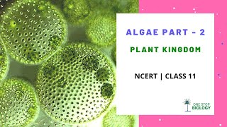 Plant Kingdom  Algae  Part 2  NCERT  Class 11  Chapter 3  Biology in Hindi [upl. by Adniuqal]