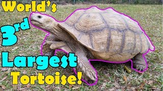 Sulcata Tortoises Facts and Care Tips [upl. by Allicserp]