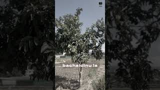 ma chichyaouda manmanai ekanta ma lyrics Hatash by Prince Deukadi [upl. by Etnahs]