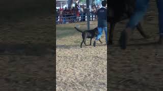 Simulação de treino farejando de toxina labrador Bob [upl. by Akapol]