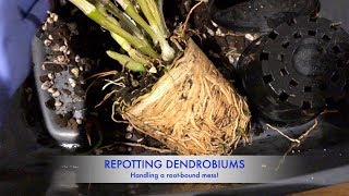 Repotting two Dendrobiums  Handling potbound roots [upl. by Werner119]