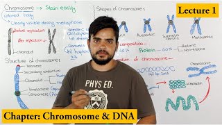 Chromosome Structure Shape composition and organization  Lecture 1 [upl. by Masuh]