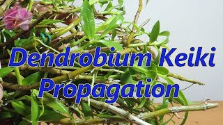 How to propagate Dendrobium orchid Keikis [upl. by Gord]