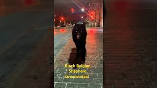 Black Belgian Shepherd Groenendael ❤️ fypシ゚viral facts animals cute [upl. by Feodor]