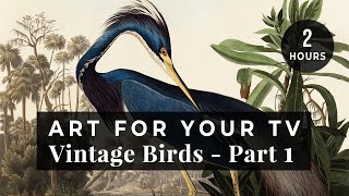 Vintage Art For Your TV  Birds of America by John James Audubon Part 1  2 Hours TV Art 4K [upl. by Packston]