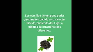 Menta Mentha piperita L [upl. by Anide]