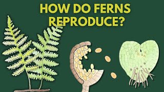 Learn How Ferns Reproduce  Fern Life Cycle [upl. by Merilee527]