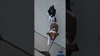 Jack and Sally dogrescue puppies puppy adoptdontshop adoptable fosterpuppies cute cuteshorts [upl. by Millie]