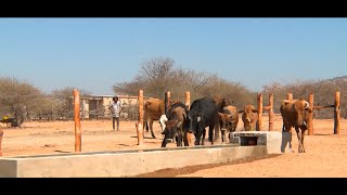 Zimbabwean government launches interventions to protect livestock against drought [upl. by Ahsiekit]