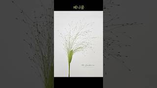 페니쿰  Panicum [upl. by Westfahl848]